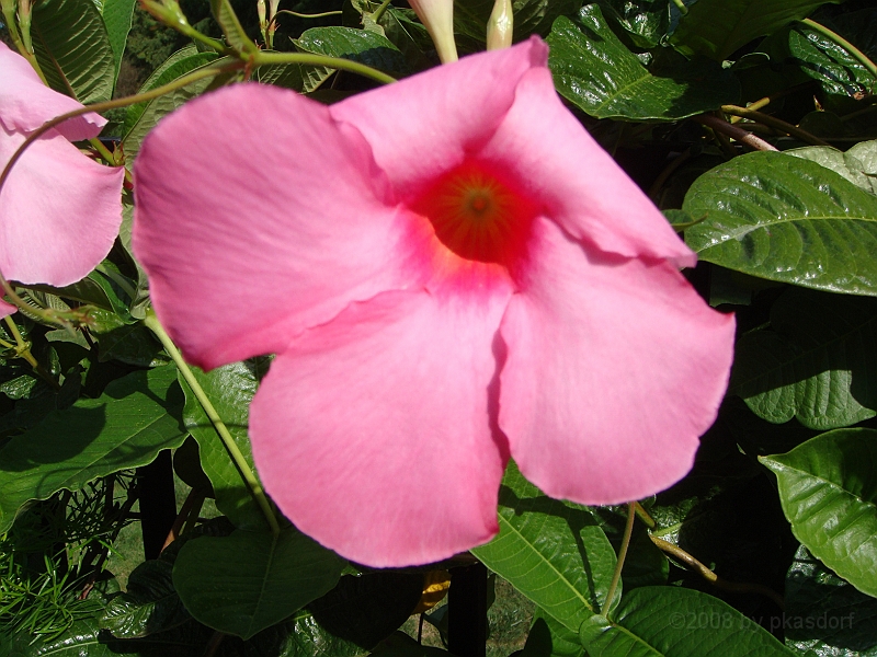 150 Longwood Gardens [2008 August 23].JPG - Longwood Gardens in Pennsylvania